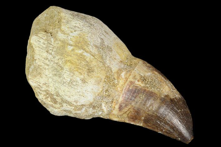 Fossil Rooted Mosasaur (Prognathodon) Tooth - Morocco #116905